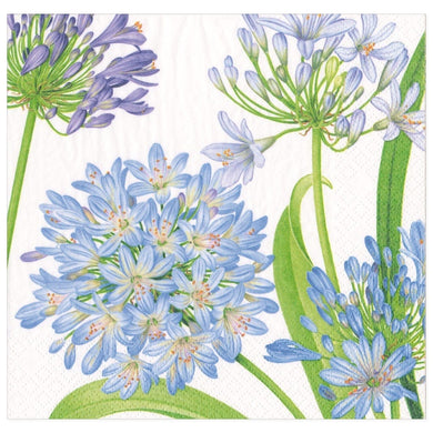 Agapanthus Garden Collection