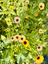 Morning Glory Chocolate Bar 