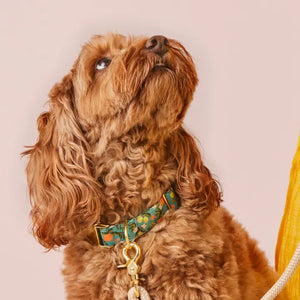 Rifle Paper Co. X Tfd Citrus Floral Spring Dog Collar