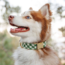 HTH x TFD Mini Gingham Hunter Green Dog Collar