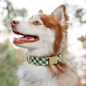 HTH x TFD Mini Gingham Hunter Green Dog Collar