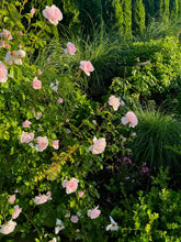 Matcha Rose Chocolate Bar 