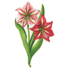 Amaryllis Collection