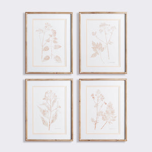 Blush Botanical Study, Set of 4