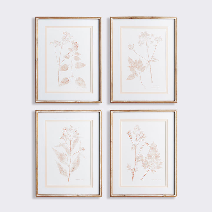 Blush Botanical Study, Set of 4