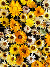 Morning Glory Chocolate Bar 