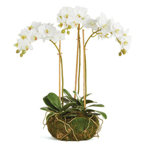 PHALAENOPSIS ORCHID MINI GARDEN DROP-IN